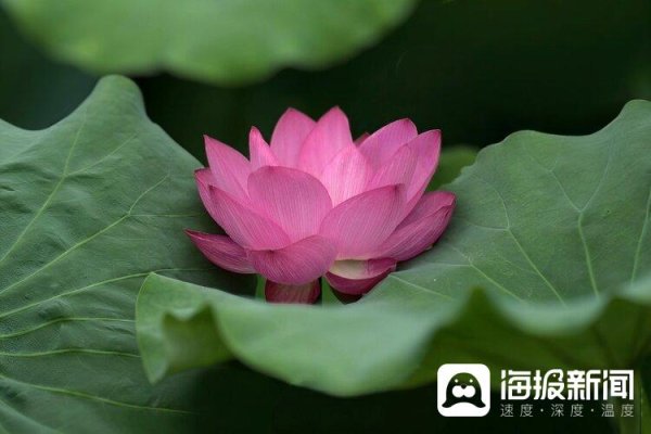 上海配资网 东湖荷花韵 - 海报新闻